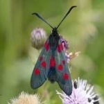 image of animal