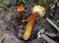 image of mushrooms