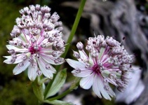 image of flower