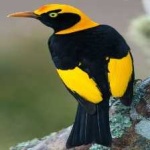 image of bird