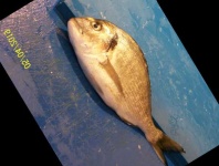 image of gilt_head_bream #10