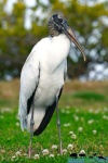 image of stork