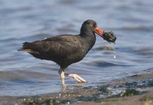 oystercatcher