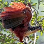 image of bird