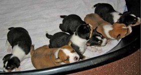 image of basenji