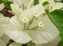 image of flower