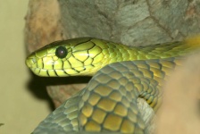 image of green_mamba