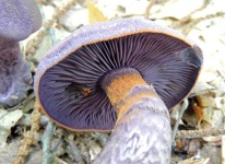 image of mushrooms