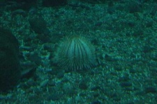 image of sea_urchin
