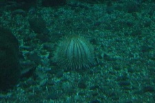 image of sea_urchin #5