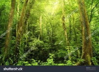 image of tropical_forest