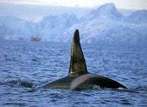 image of killer_whale #20