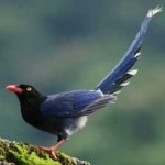 image of bird
