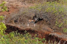 image of ram