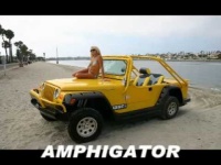 image of amphibian