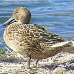 image of bird