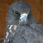 image of bird
