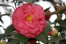 image of flower