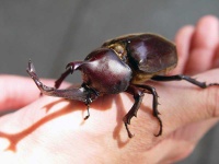 image of beetle