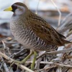image of bird