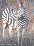 image of zebra