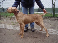 image of vizsla