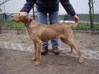 image of vizsla #31