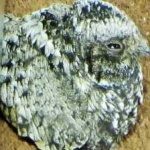 image of bird