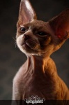 image of animal