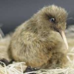 image of bird_kiwi #63