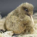 image of bird