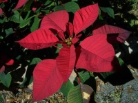 image of poinsettia #0