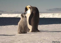 image of penguin