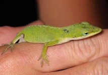 image of green_lizard