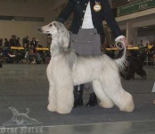 image of afghan_hound #0