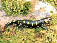image of european_fire_salamander