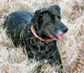 image of labrador_retriever