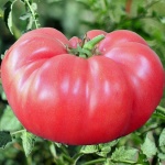 image of tomato #18