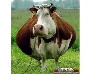 image of animal