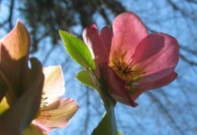 image of flower