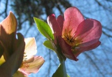 image of lenten_rose #51