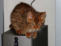 image of animal