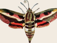 image of moth #7