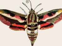 image of animal