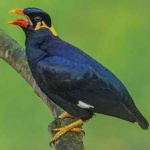 image of bird