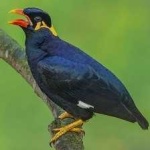 image of enggano_myna #21