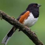 image of bird