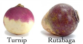 image of turnip #34