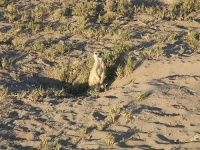 image of meerkat #0