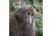 image of macaque
